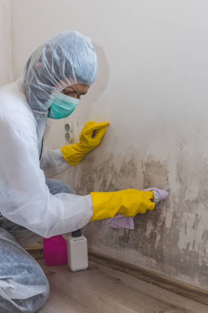 Best Emergency Mold Remediation  in Loves Park, IL