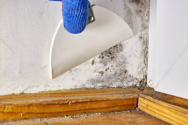 Best Mold Odor Removal Services  in Loves Park, IL