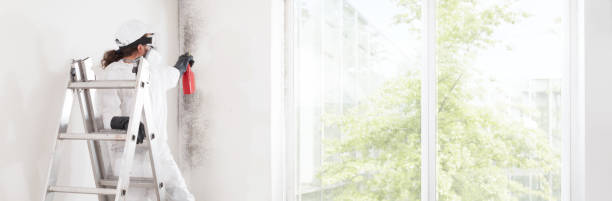 Best Black Mold Removal  in Loves Park, IL